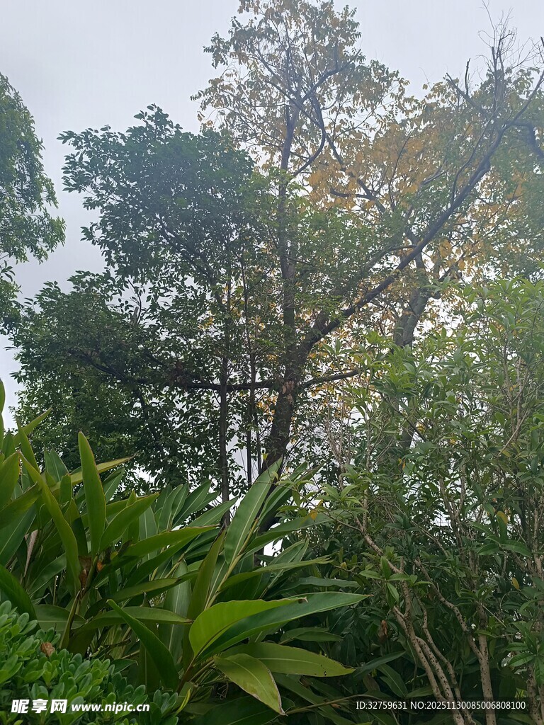 阳光洒落的茂密丛林景象