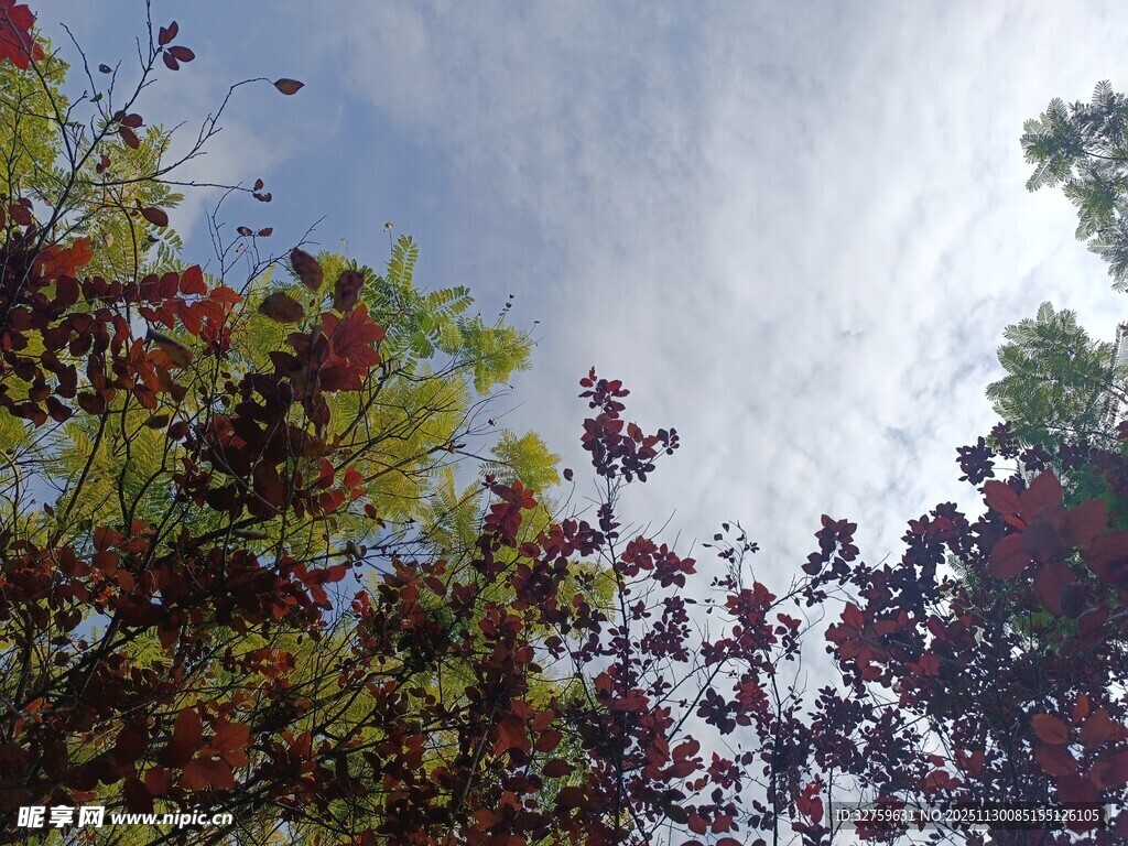 仰视多彩树冠与蓝天