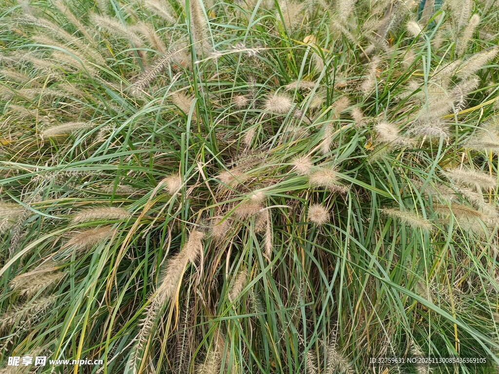 摇曳的绿色草丛