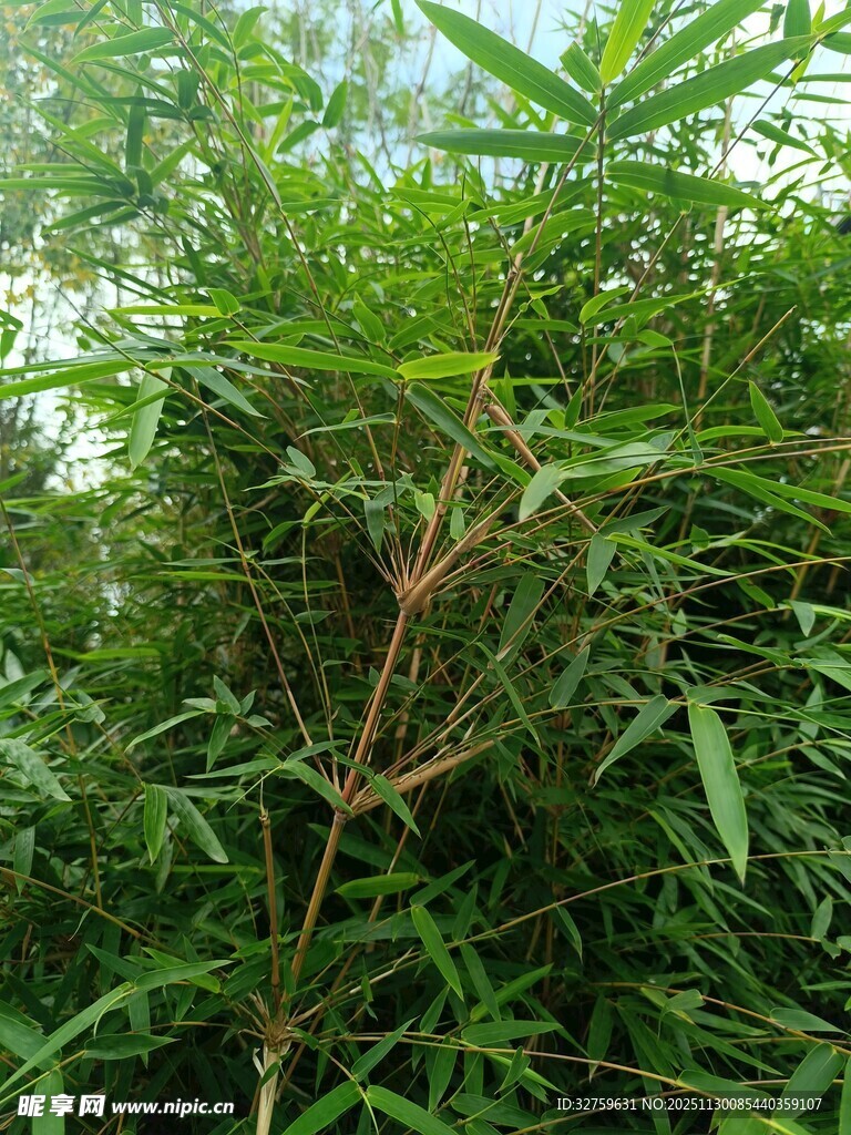 茂密绿植中的自然景象
