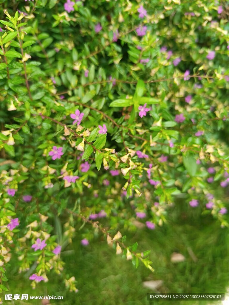 绿叶间的紫色小花绽放