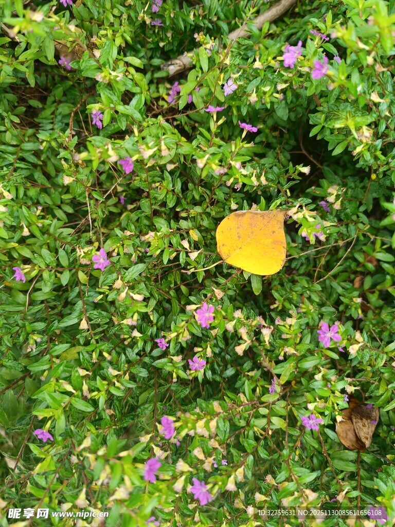 绿叶丛中一抹亮眼黄