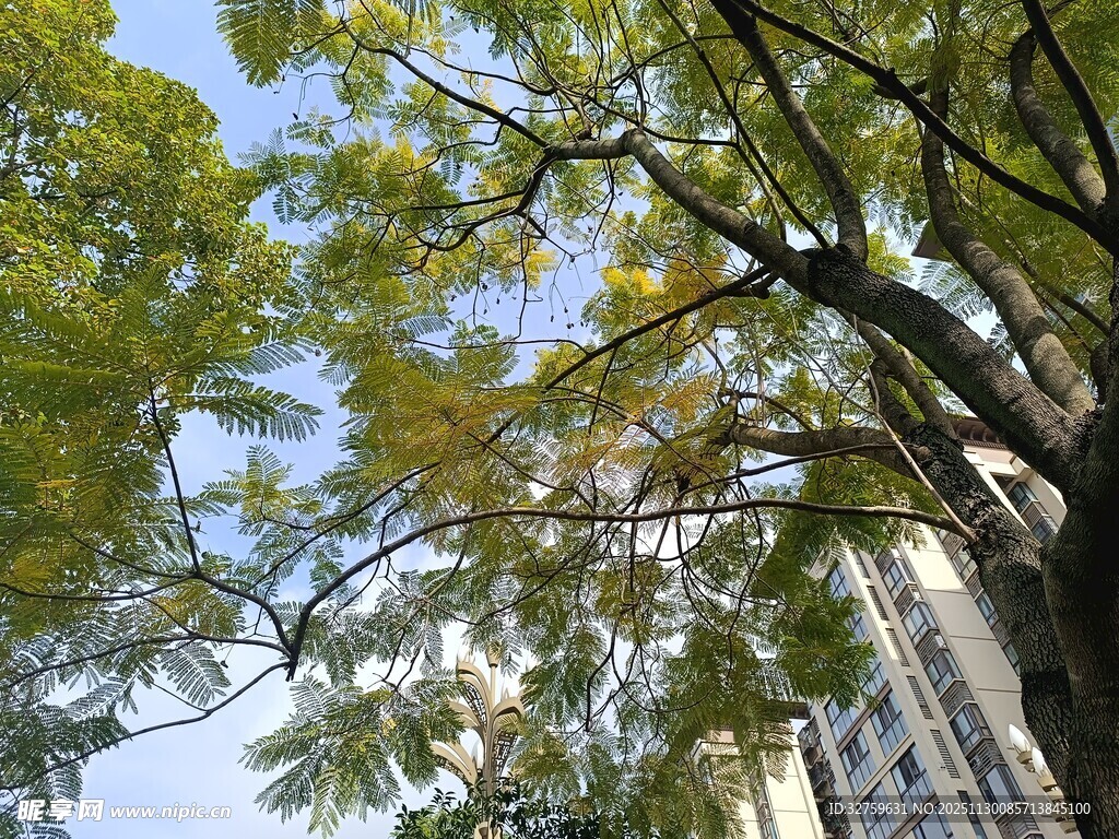 秋日枝头绿意与蓝天相映