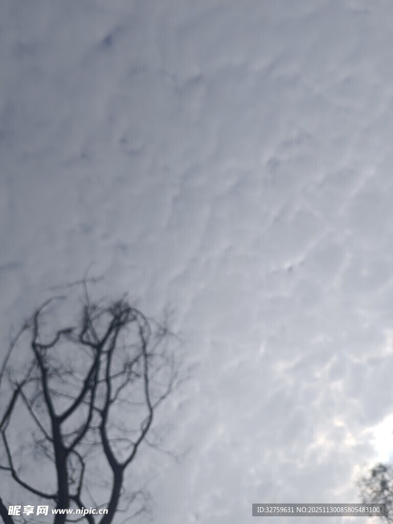 枯树映衬灰白天空