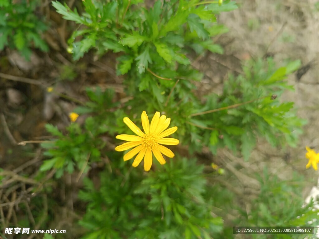 黄色小花绽放于绿叶间