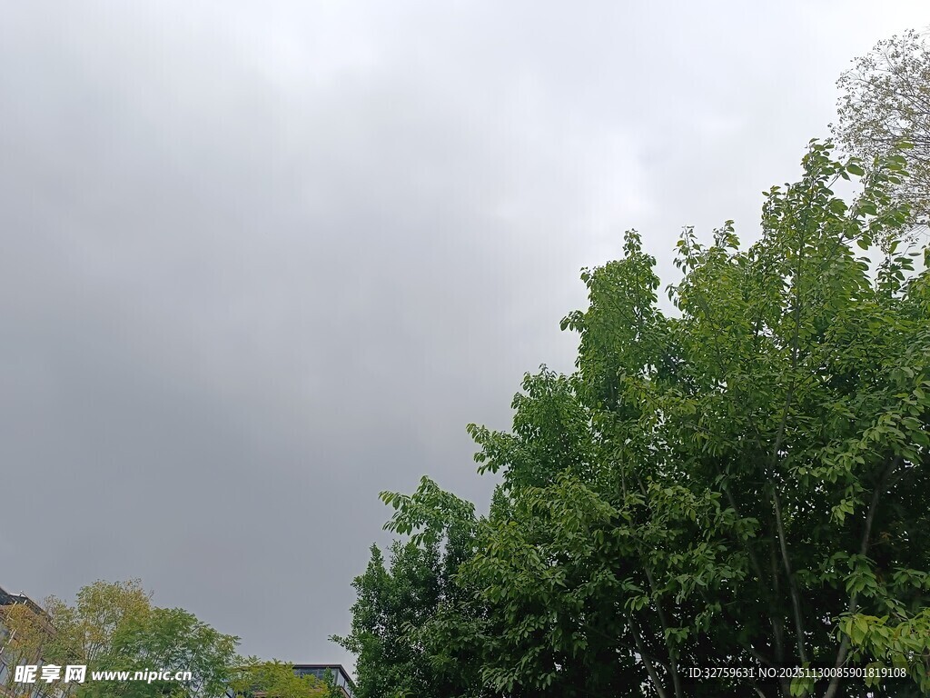 阴天时郁郁葱葱的绿树
