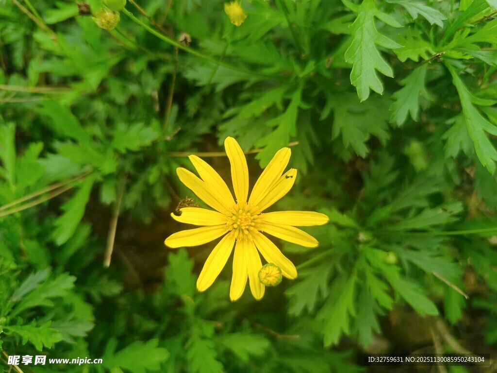 黄色小花绽放于绿叶间
