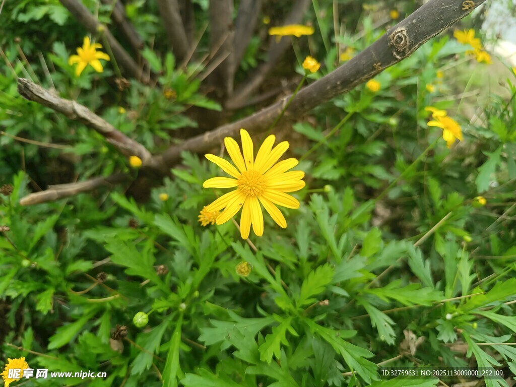 黄色小花绽放于绿叶间