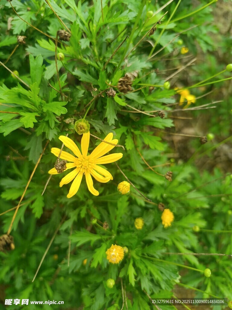黄色小花绽放于绿叶间