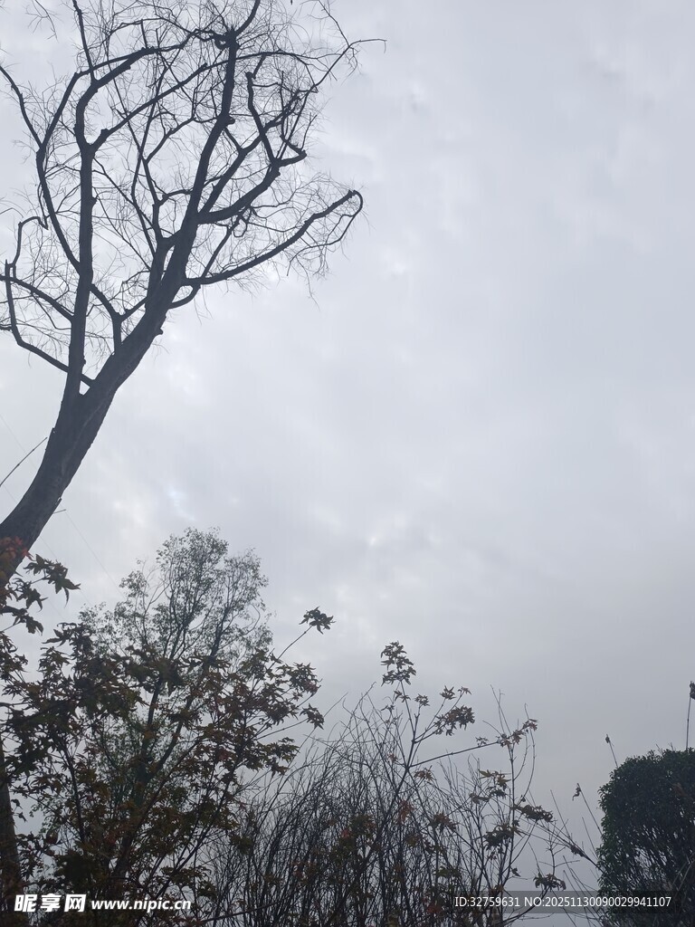 枯树立于阴沉天空下