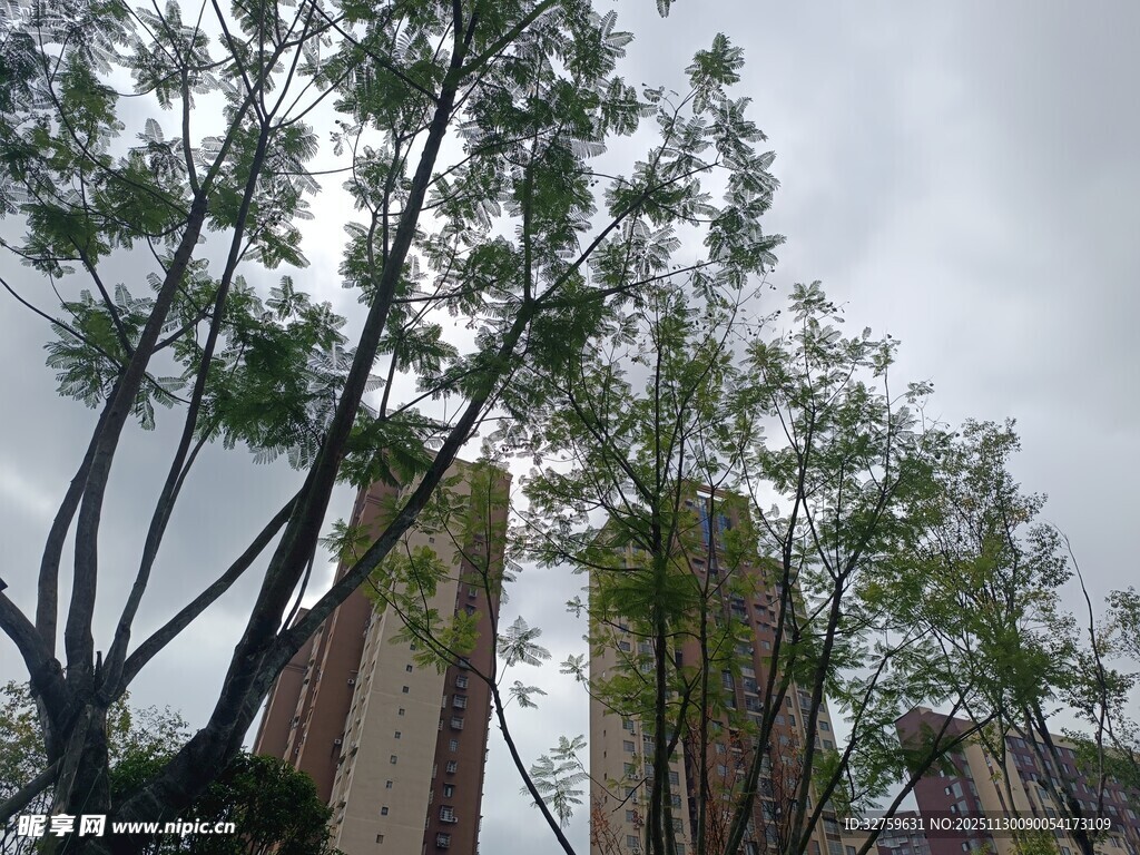 城市中树木与高楼景观