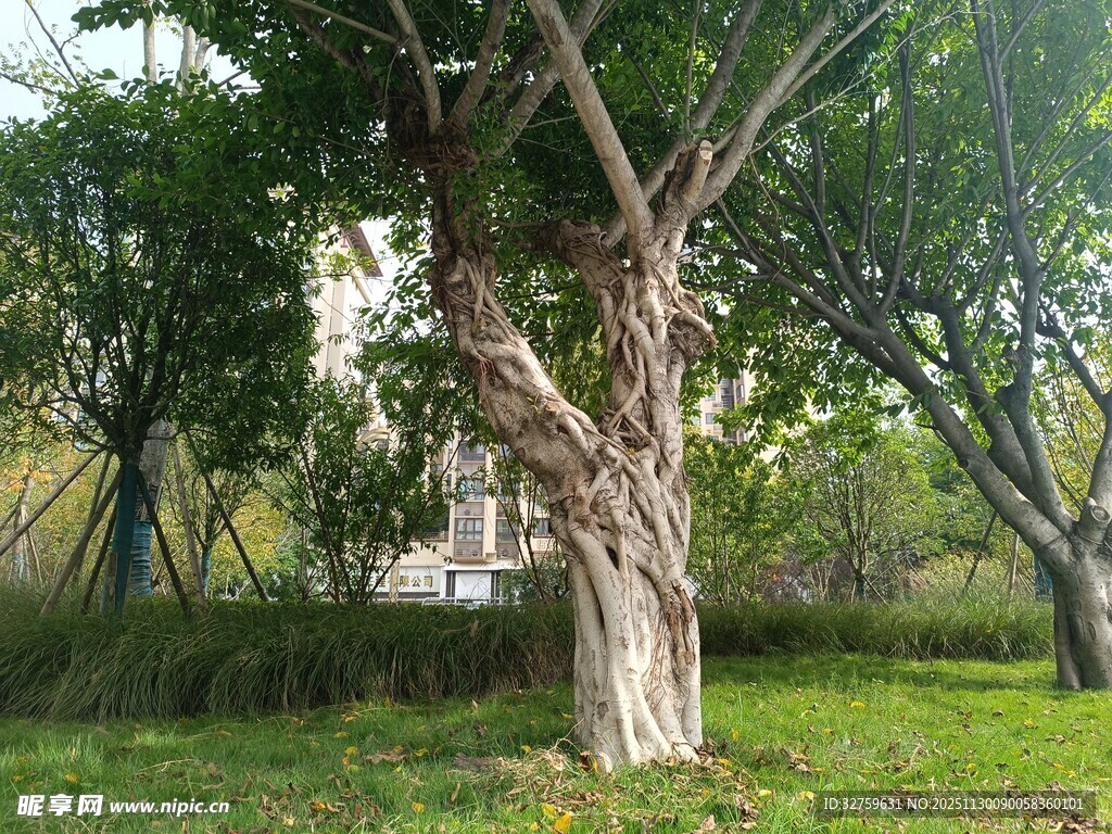 粗壮老树屹立于绿草地