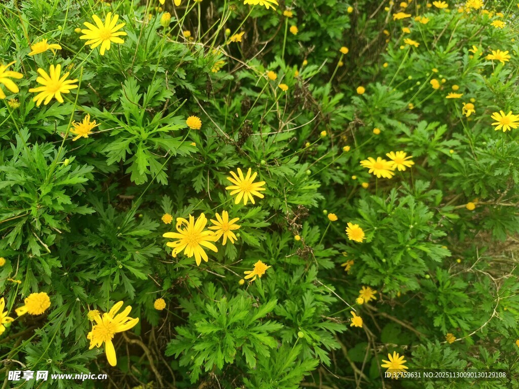 金黄小花绽放于绿叶间