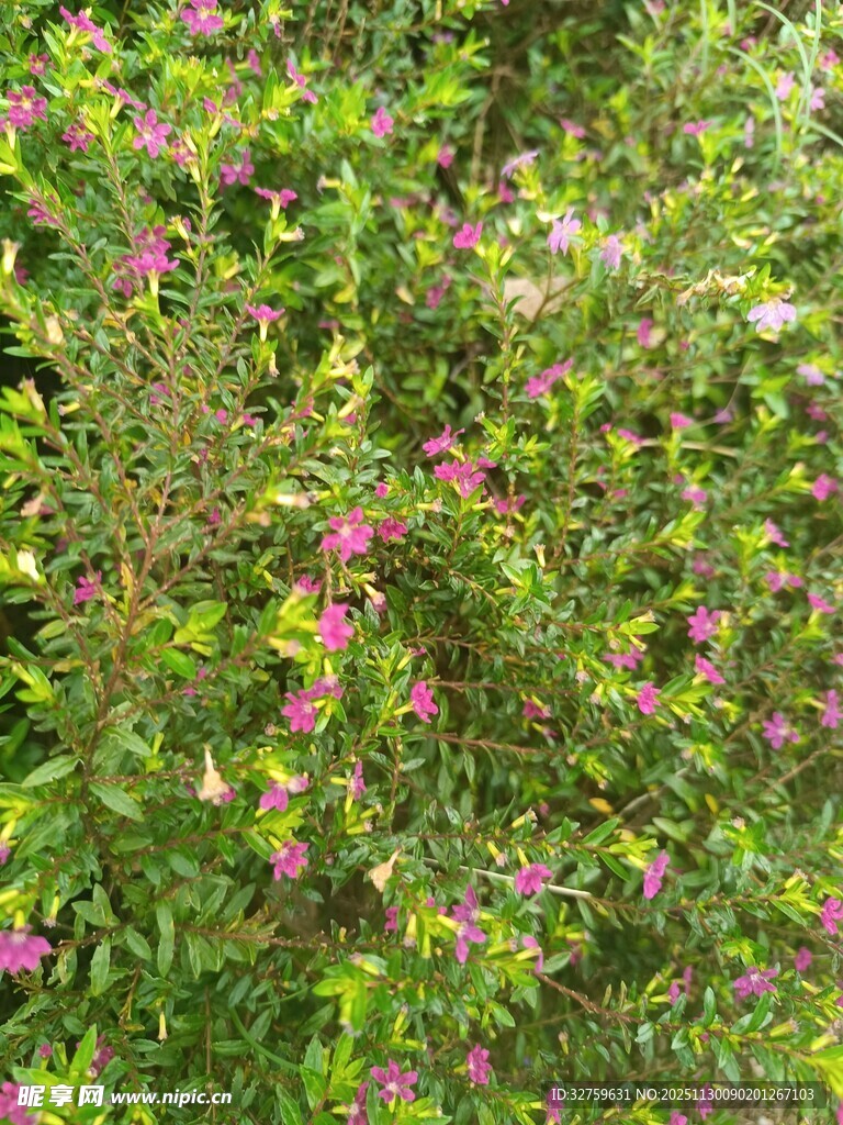 繁花绿叶的植物景观
