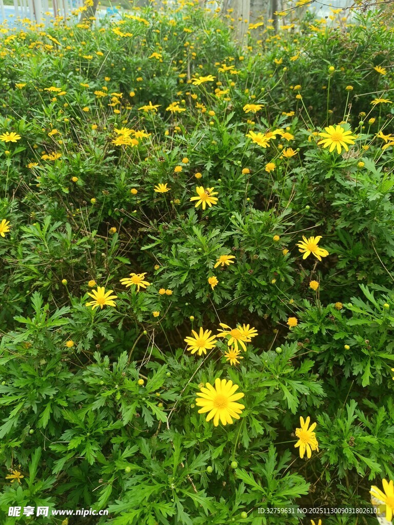 金黄小花绽放绿意间