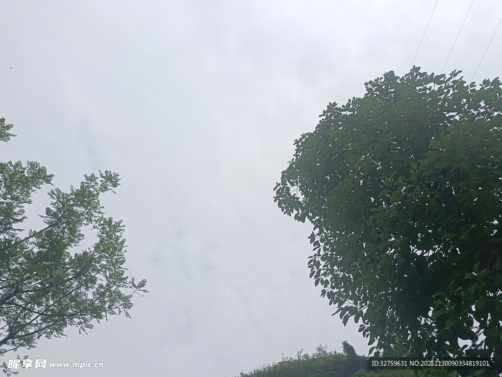 阴天中的树木景象