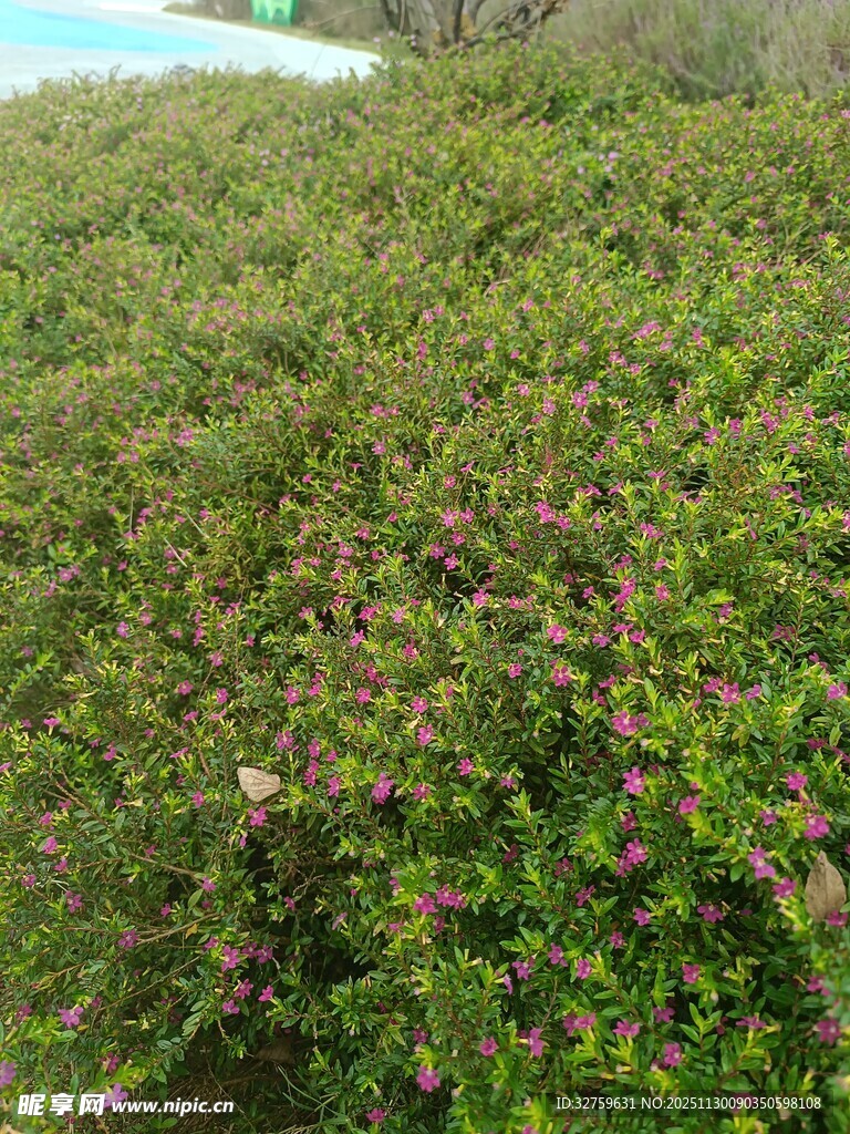 繁茂绿植景观