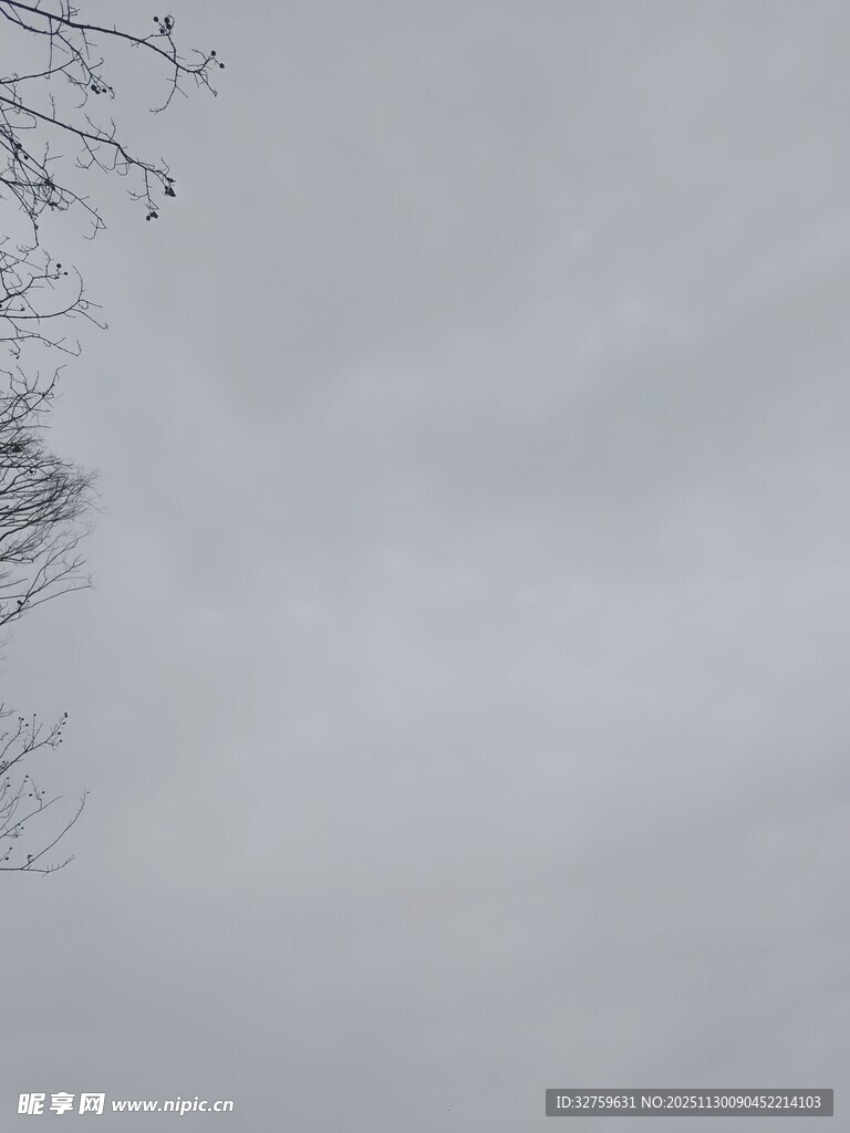 灰白天空下的稀疏树枝