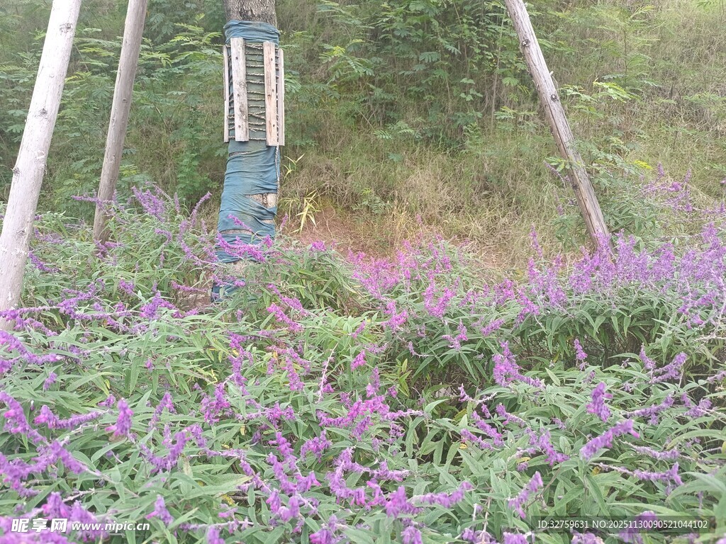 林间紫色花丛与监测设备