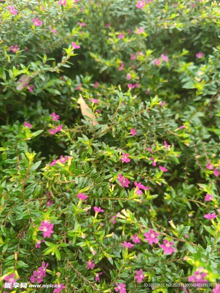繁花似锦的绿植景观