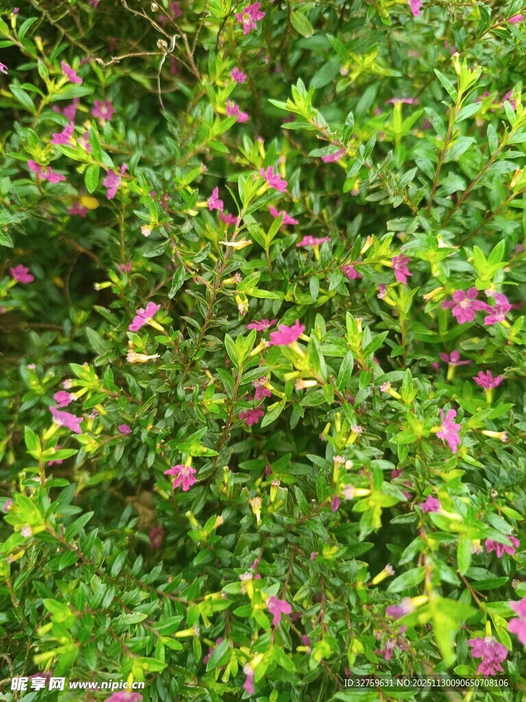 绿叶间的粉色小花绽放