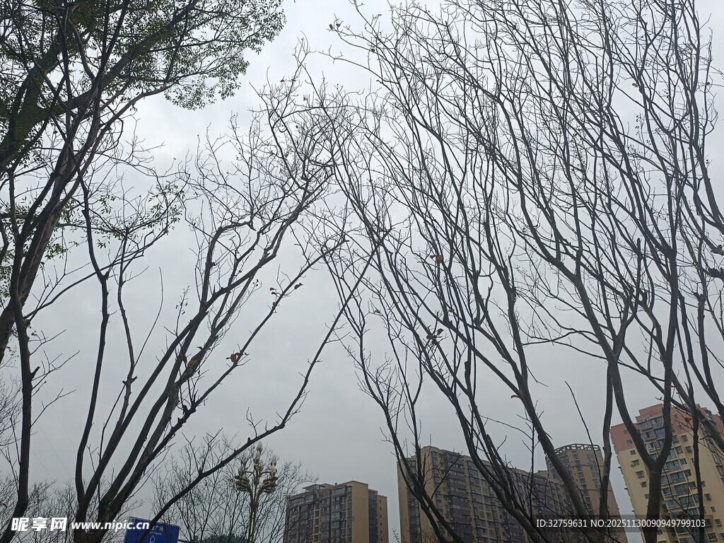 冬日枯树与远处建筑