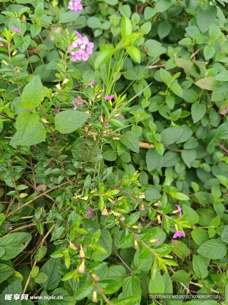 绿叶丛中的粉色小花