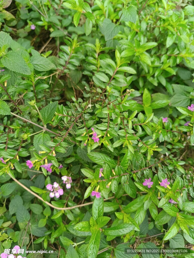 绿叶丛中的粉色小花