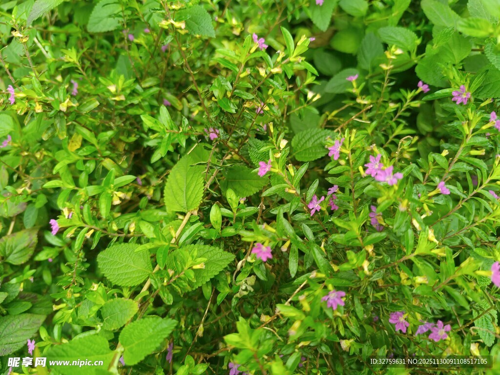 绿叶丛中绽放的紫色小花