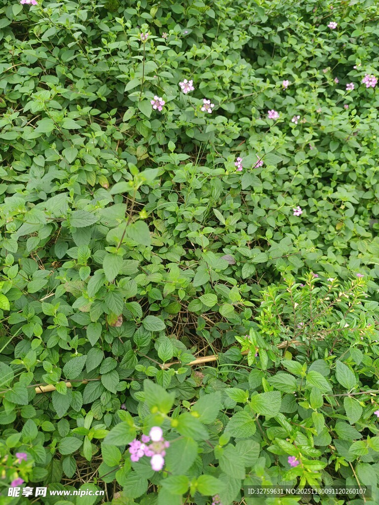 绿叶丛中点缀的粉色小花