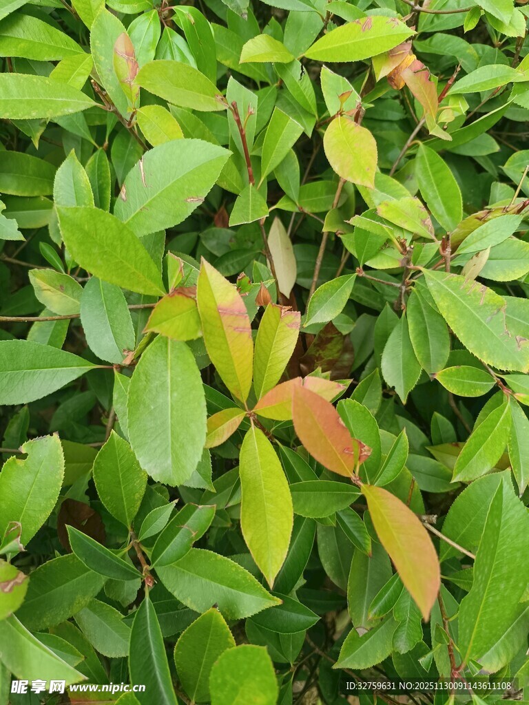 翠绿间带红的繁茂植物