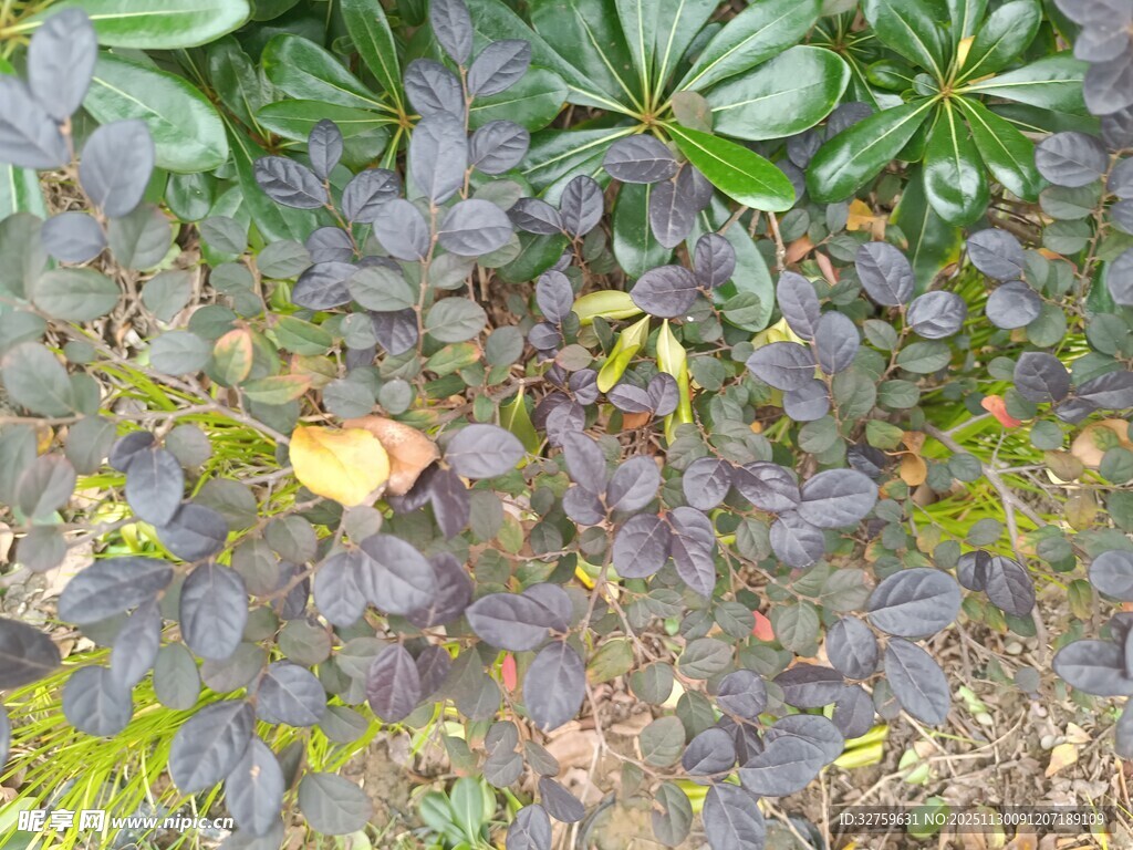 紫叶植物与绿叶相伴