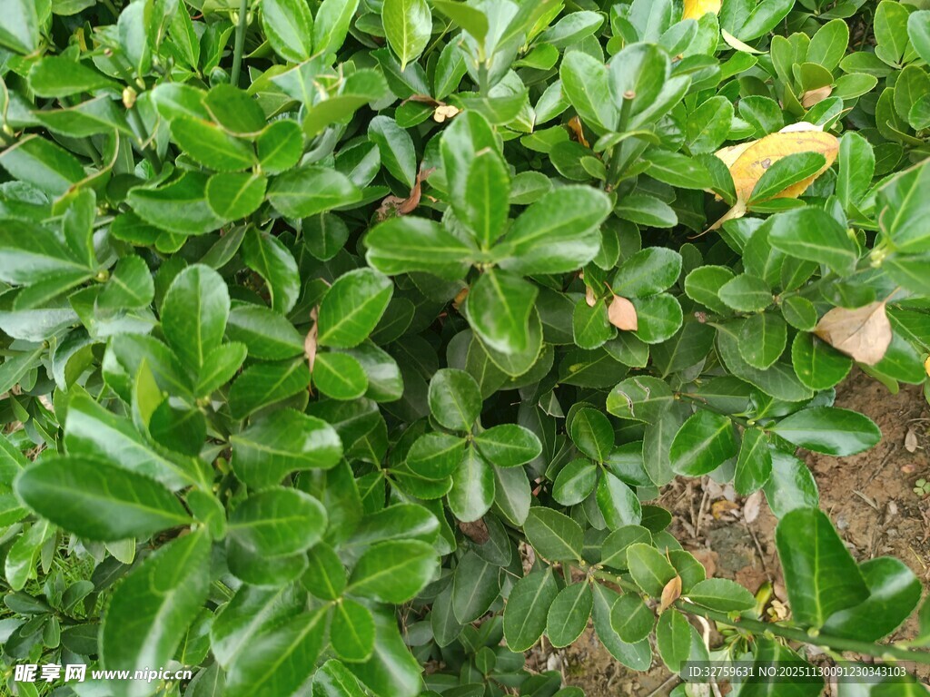 翠绿繁茂的灌木丛