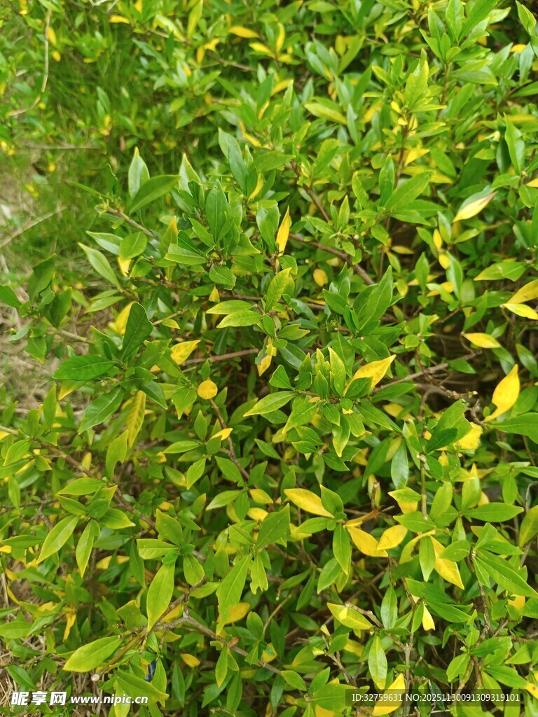 翠绿繁茂的植物景观