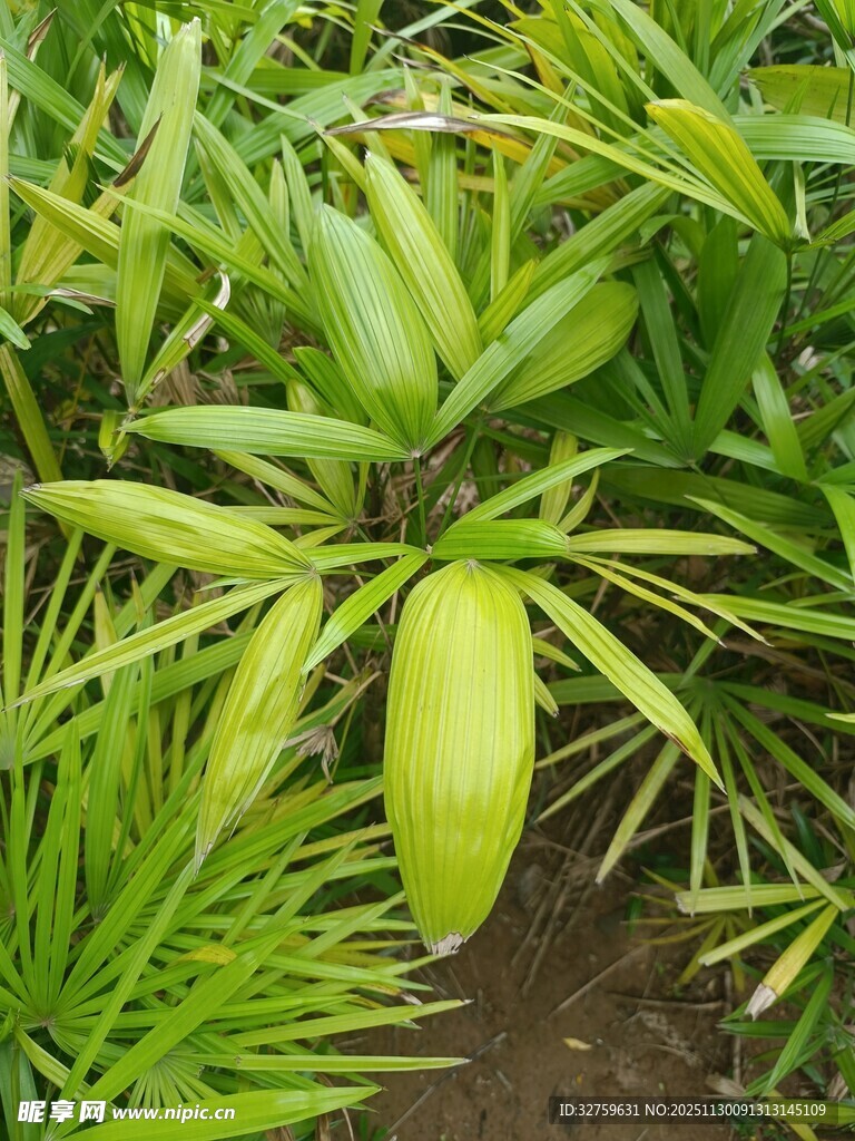 翠绿繁茂的热带植物景观