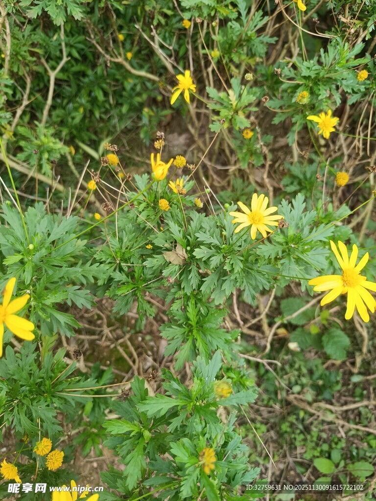 野外绽放的黄色小花