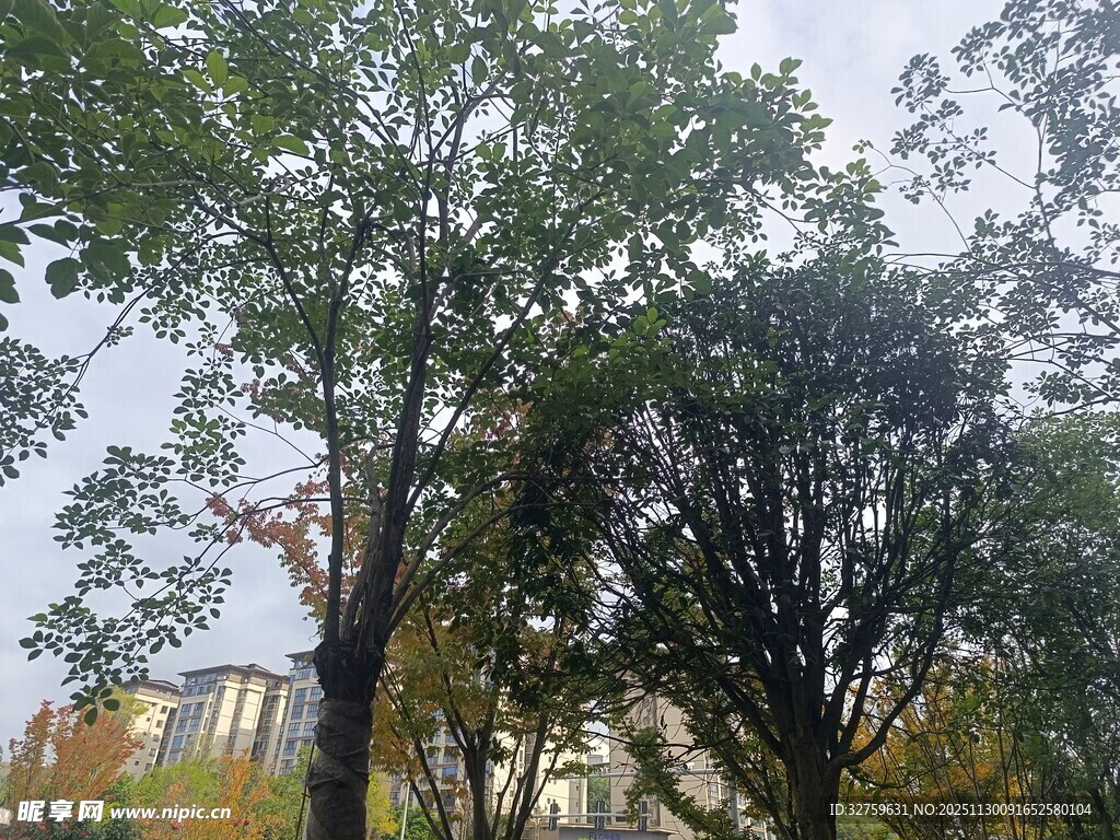 秋日公园繁茂树木景观