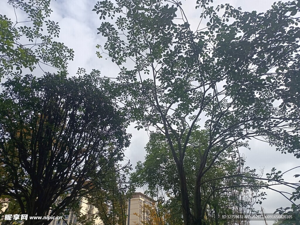 树林中的天空与繁茂树木