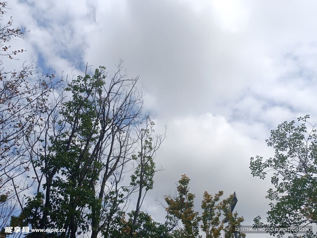 树梢之上的多云天空