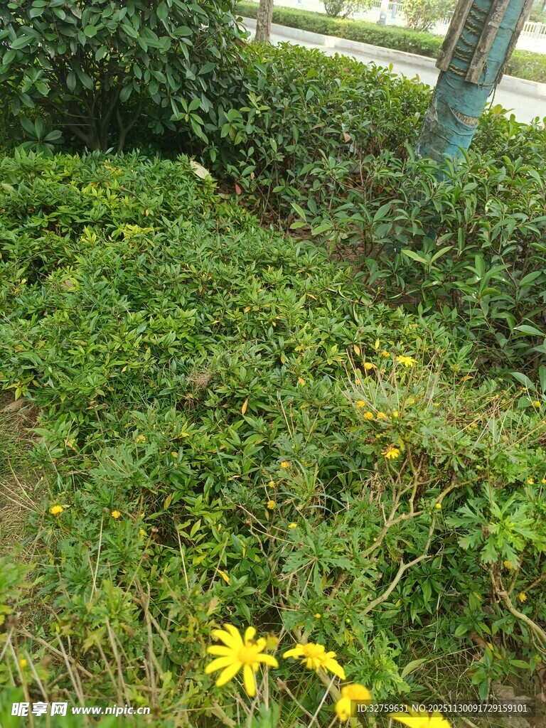 草丛中的黄色小花