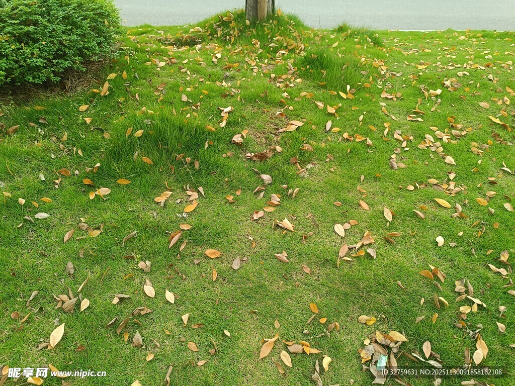 草地散落枯叶景象