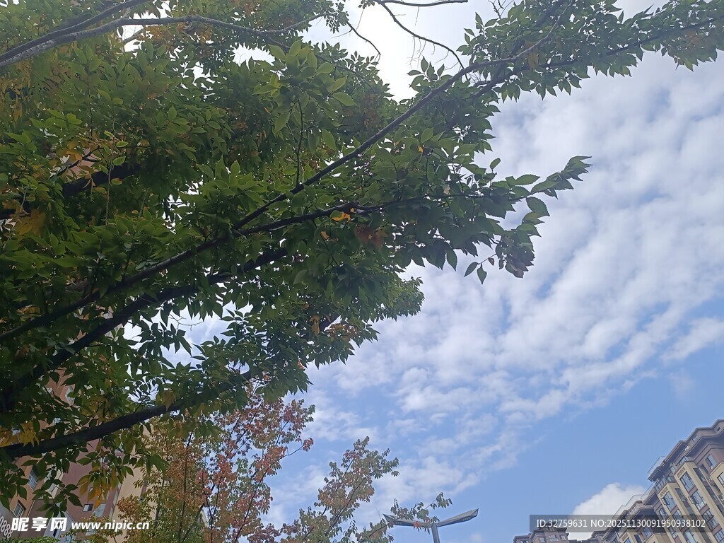 仰视绿树与蓝天白云