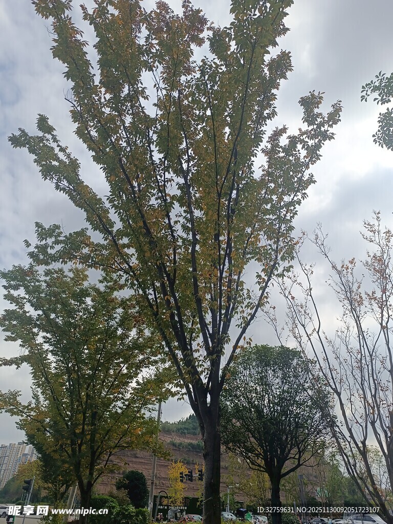 户外绿树与建筑景致