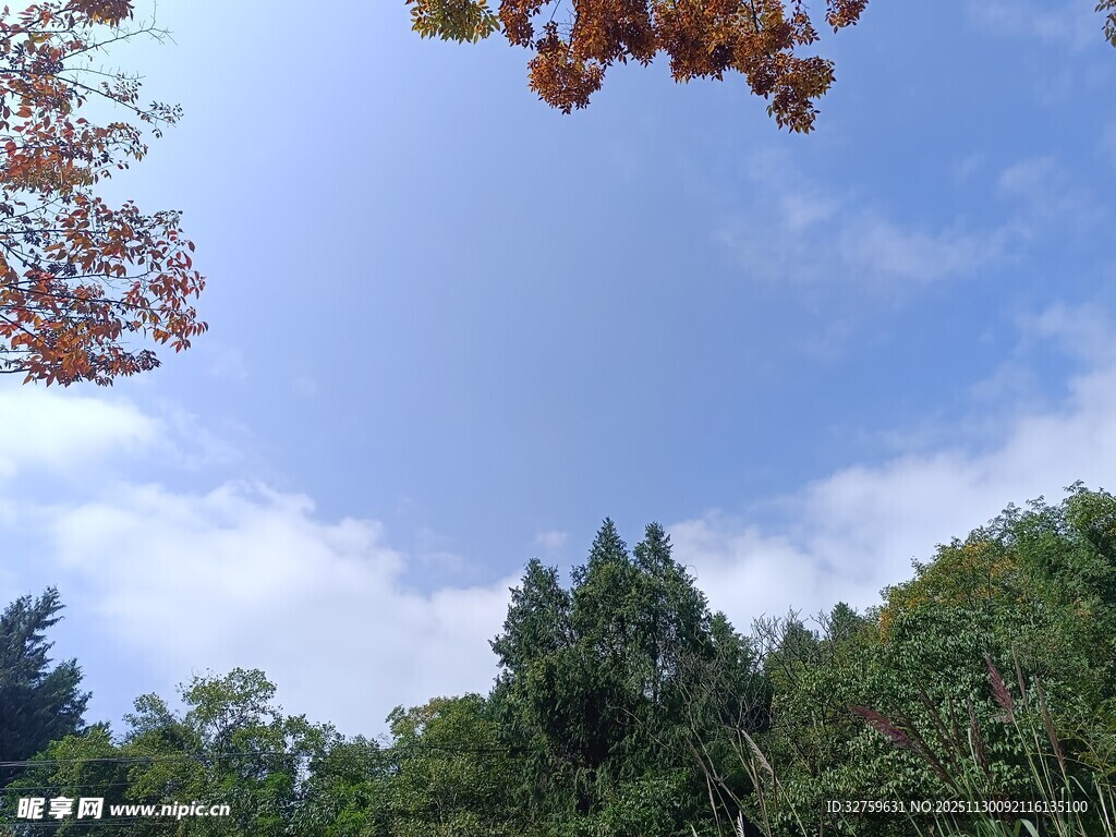 秋日林间蓝天美景