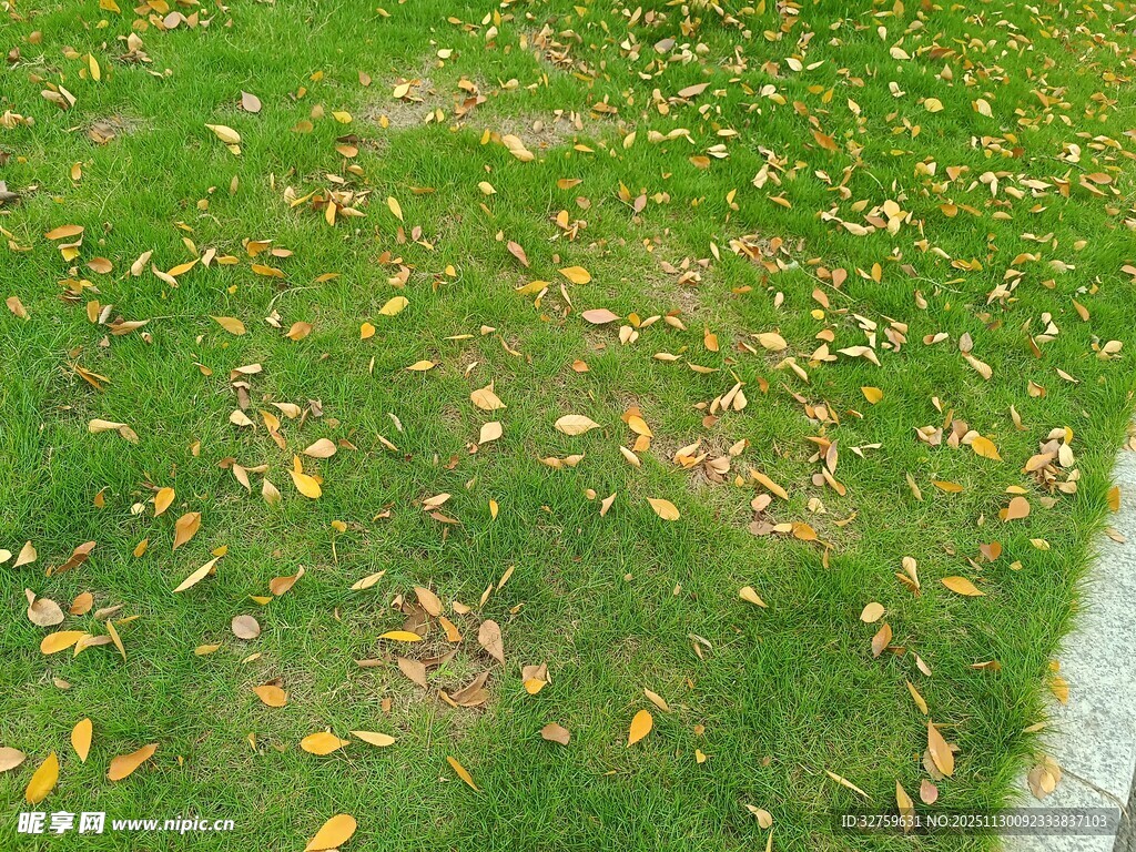 秋日草地落叶景致