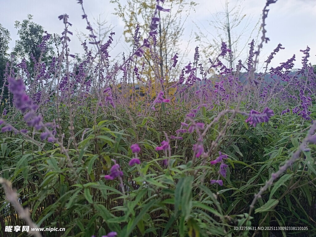 紫色花海中的繁茂植物
