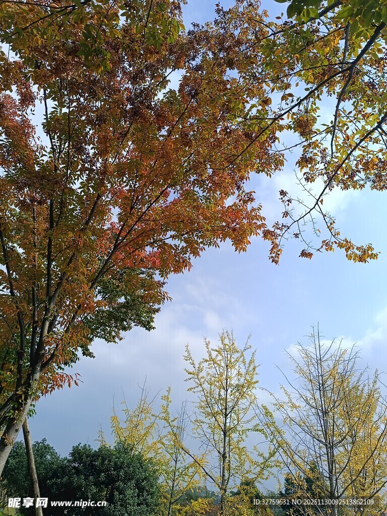 秋日多彩树叶美景