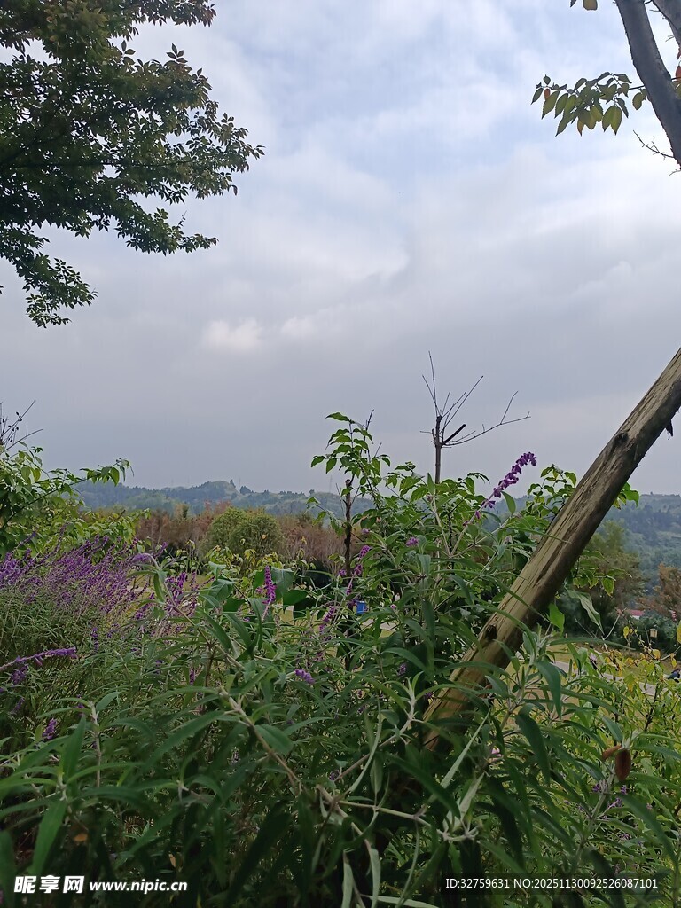 野外繁茂植物景观