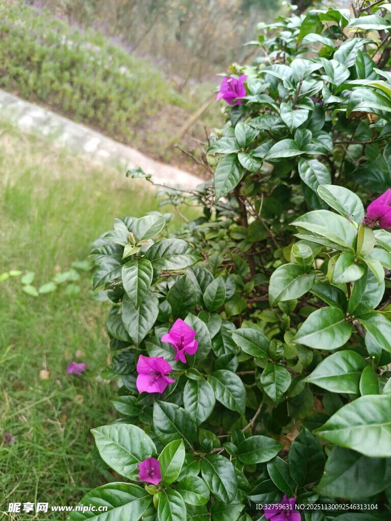 绿叶丛中绽放的艳丽紫花