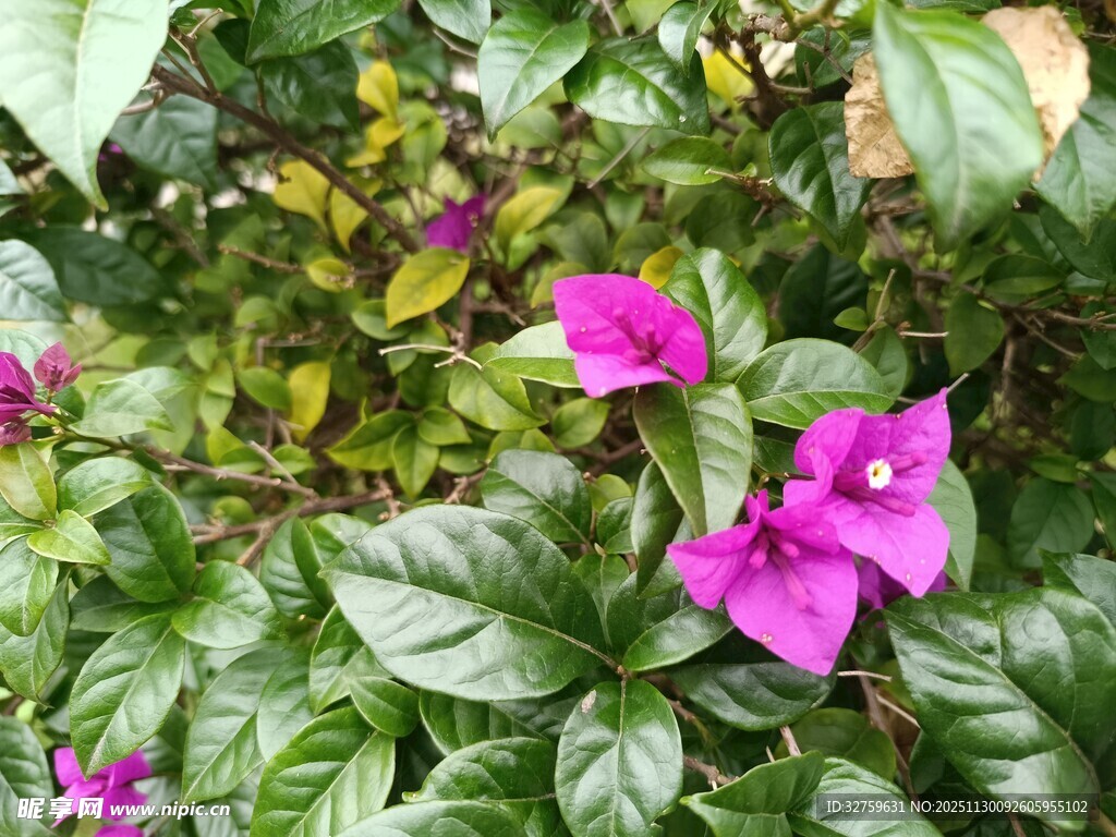 娇艳紫花绽放绿叶间